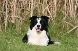 BORDER COLLIE 1380